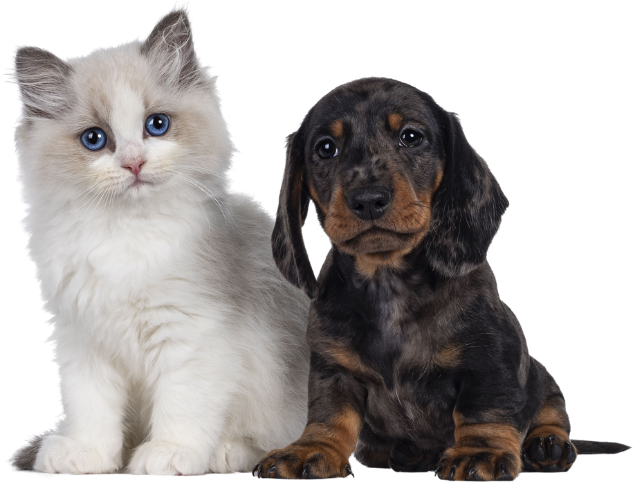 Ragdoll kitten and Dachshund pup on transparent